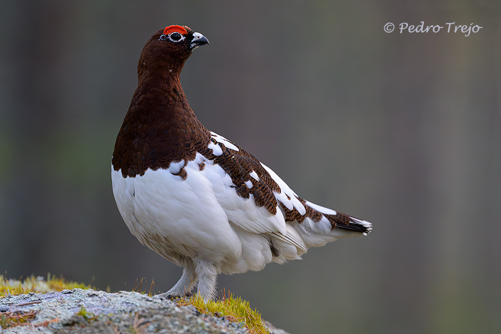 Lagopodo común (Lagopus lagopus)